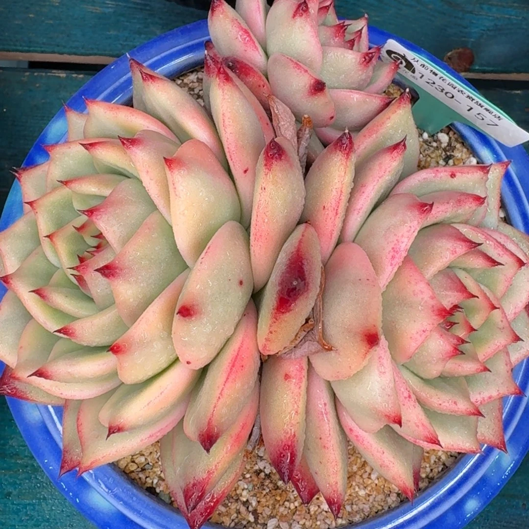 从前慢花园多肉编号1230-157