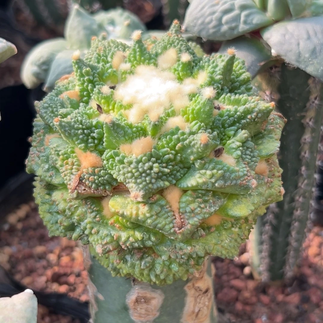 166 仙人球的比赛中