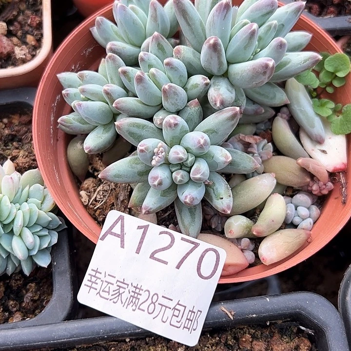 幸运的是我的朋友们都