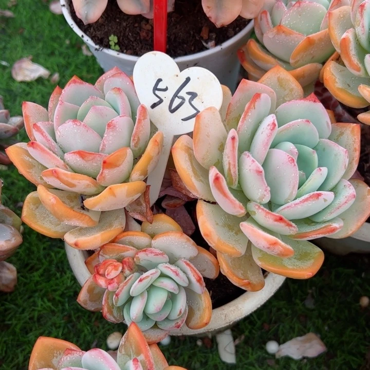 563百月光平平安安健健康康