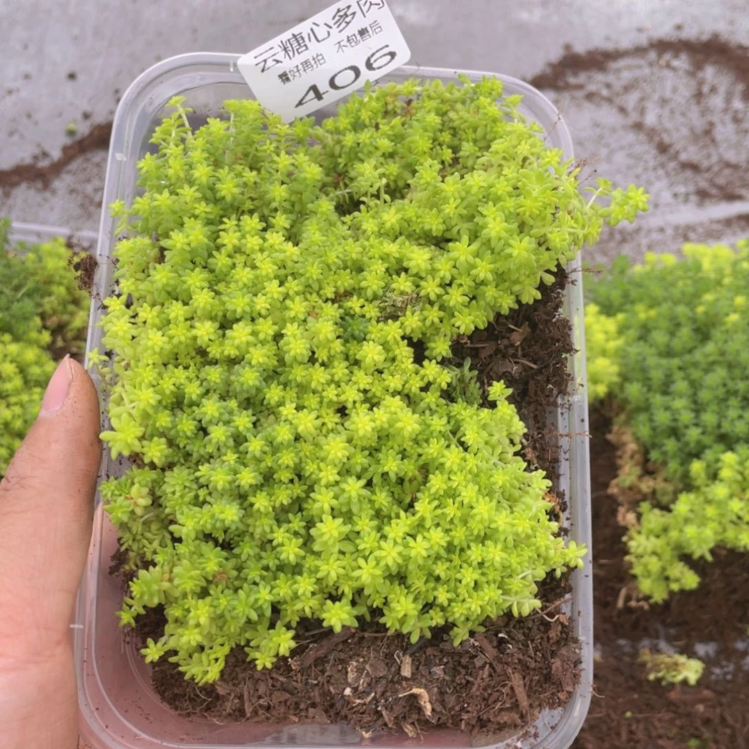 云糖心多肉植物406