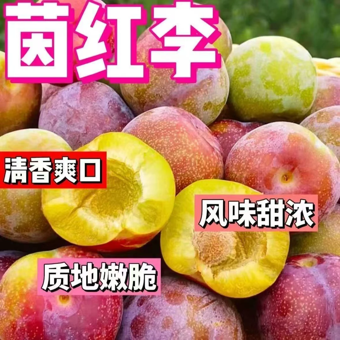 【半边红脱骨李】正宗四川半边红茵红脱骨李新鲜采摘当季脆甜多汁