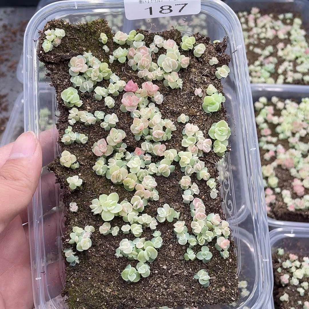 M**5云糖心多肉植物187