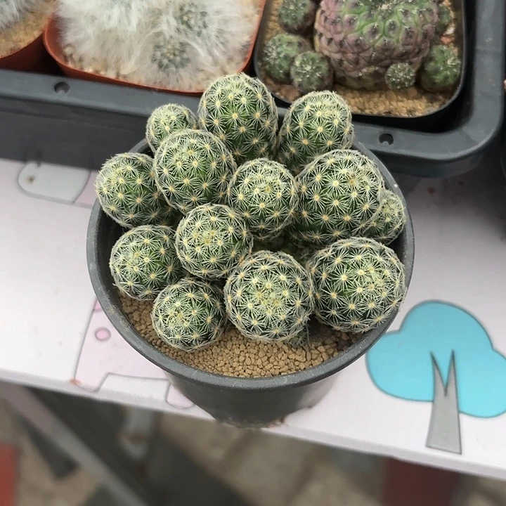 晓***蒙吉赛尔仙人球12345