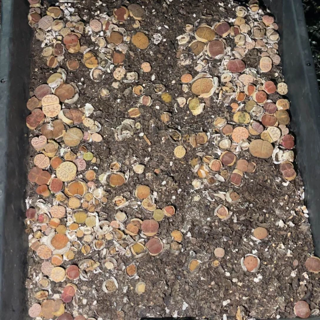 锦***棠7653福利筐1不售后