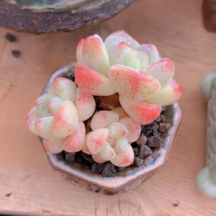 初***晴多肉冰玉一物一拍