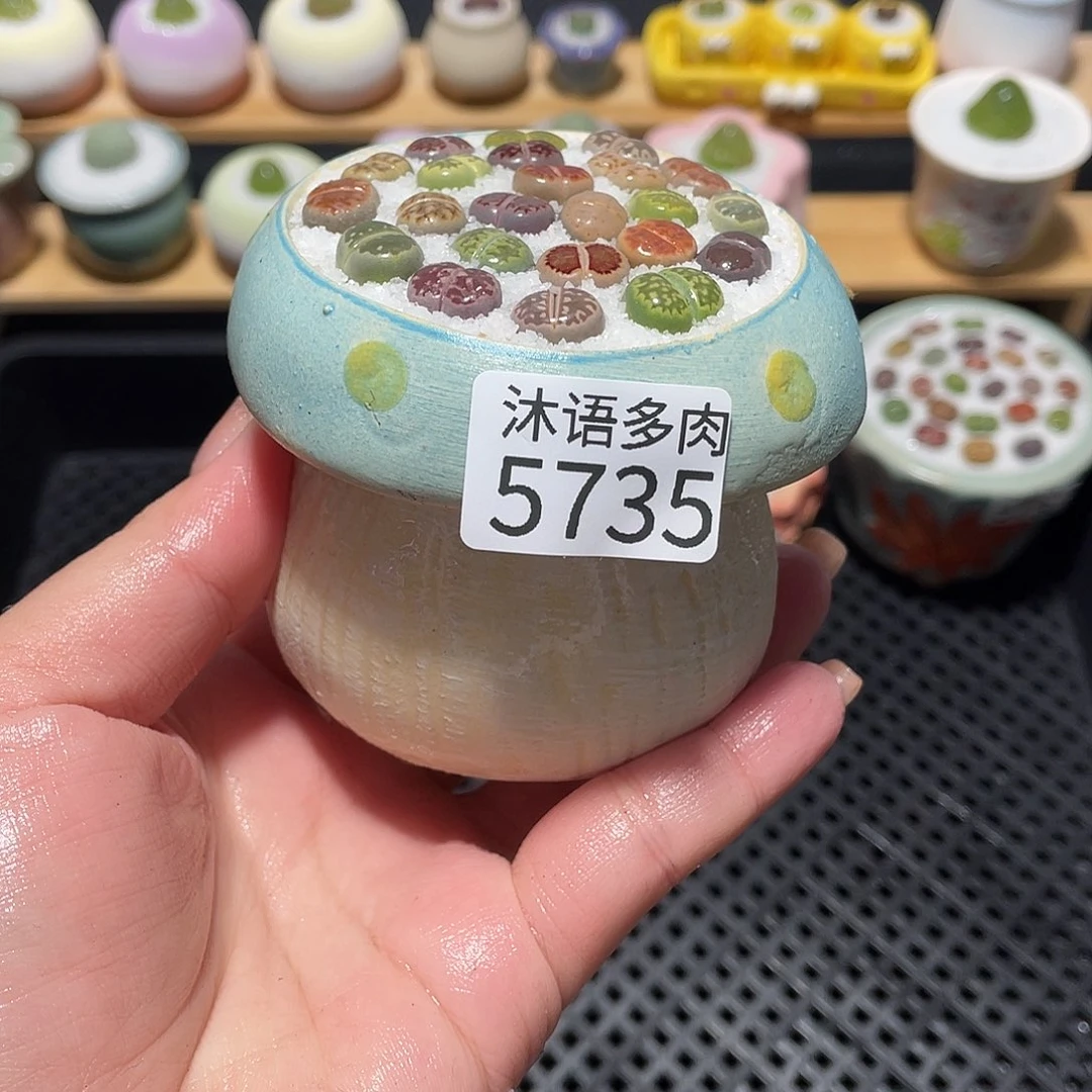 带盆土植物 一物一拍5735