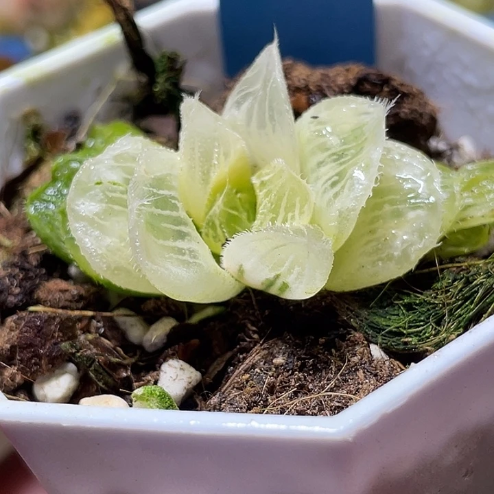 694糊斑毛玉露锦特选福利