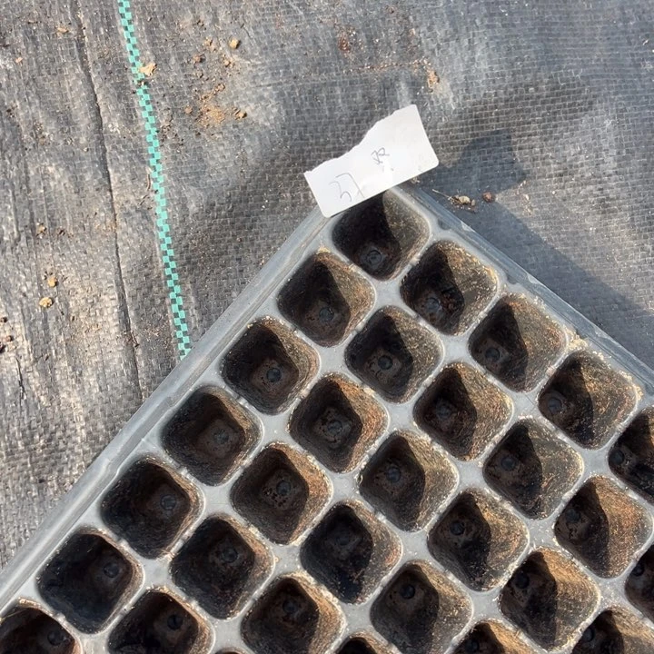 37一物一拍专拍的