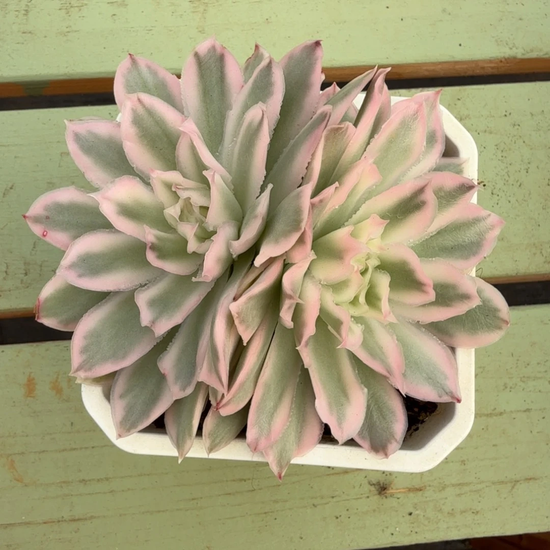 紫蝴蝶锦锦上园艺一物一拍