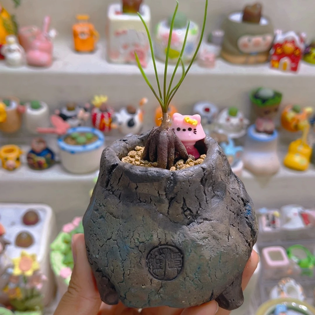 011方便面弹簧草带盆土一套118