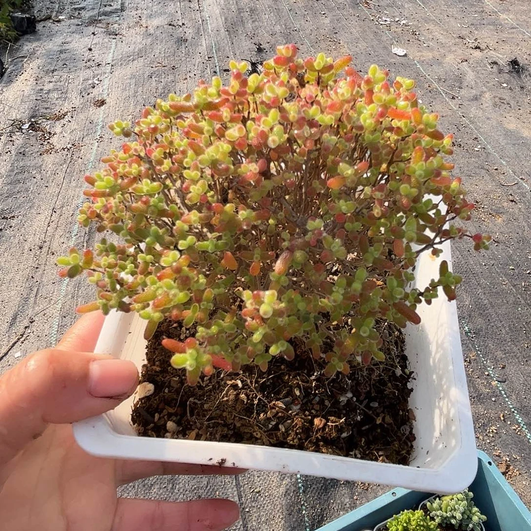 23蜜桔糖球优选枝干