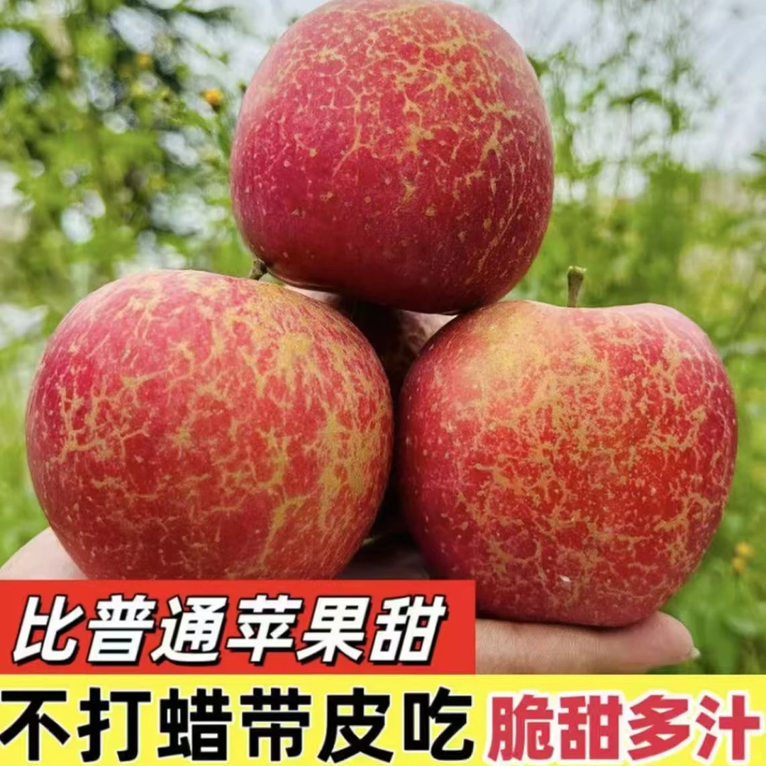 云南昭通冰糖心丑苹果脆甜多汁现摘现发新鲜苹果2001