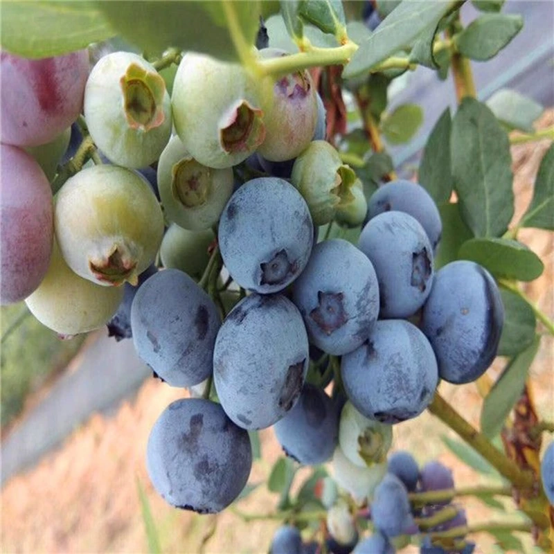 蓝莓树果苗蓝莓苗盆栽地栽果苗带大果南北方种植苗兔眼绿宝石果树