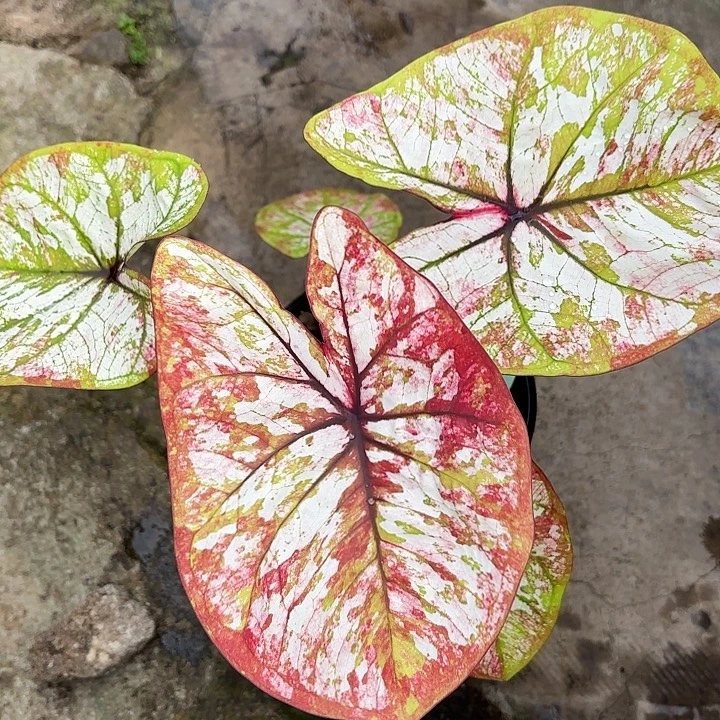 6-0102彩叶芋广东现货