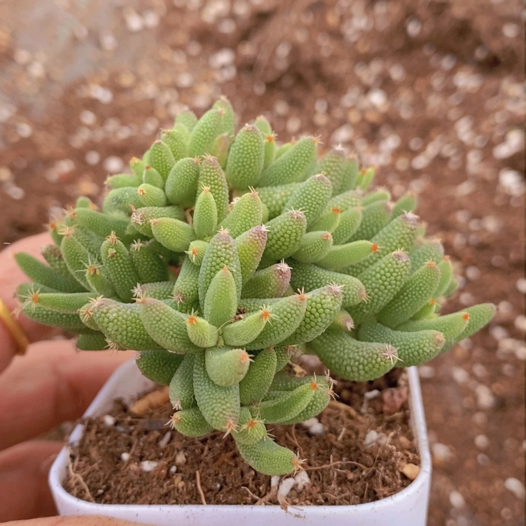 星*～B15实生玉米。