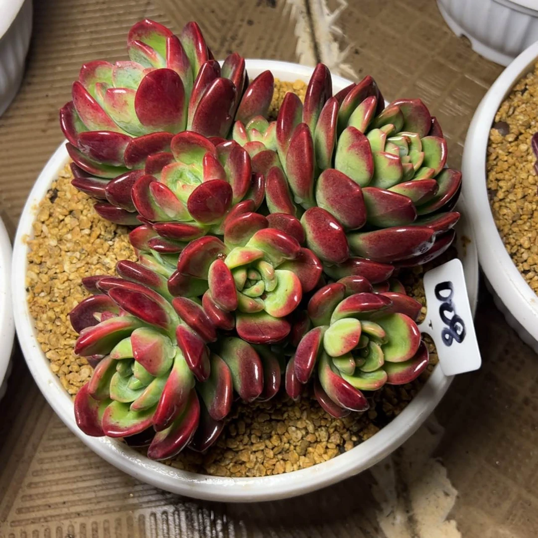 【闪购商品】008聚宝盆多肉植物58