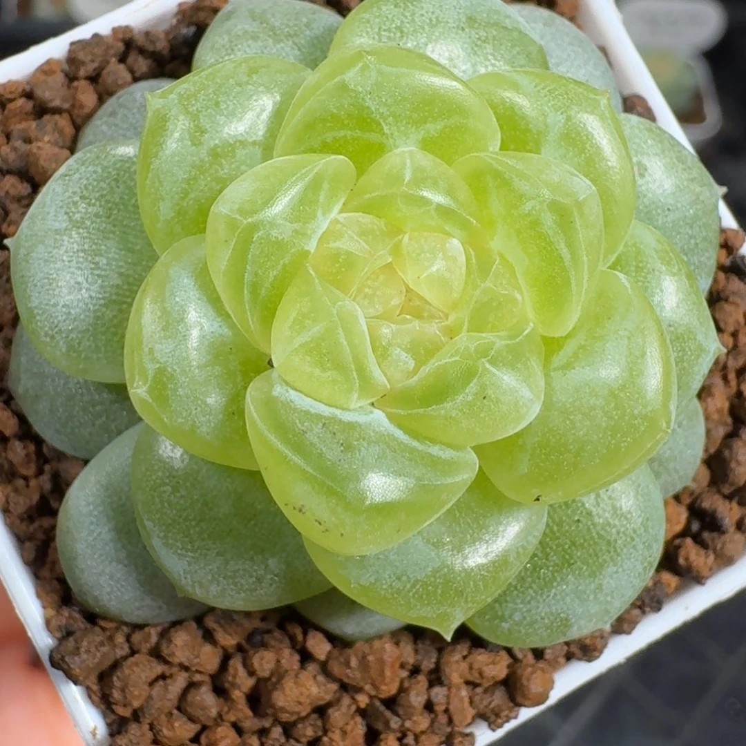 0924-50-翠果单头