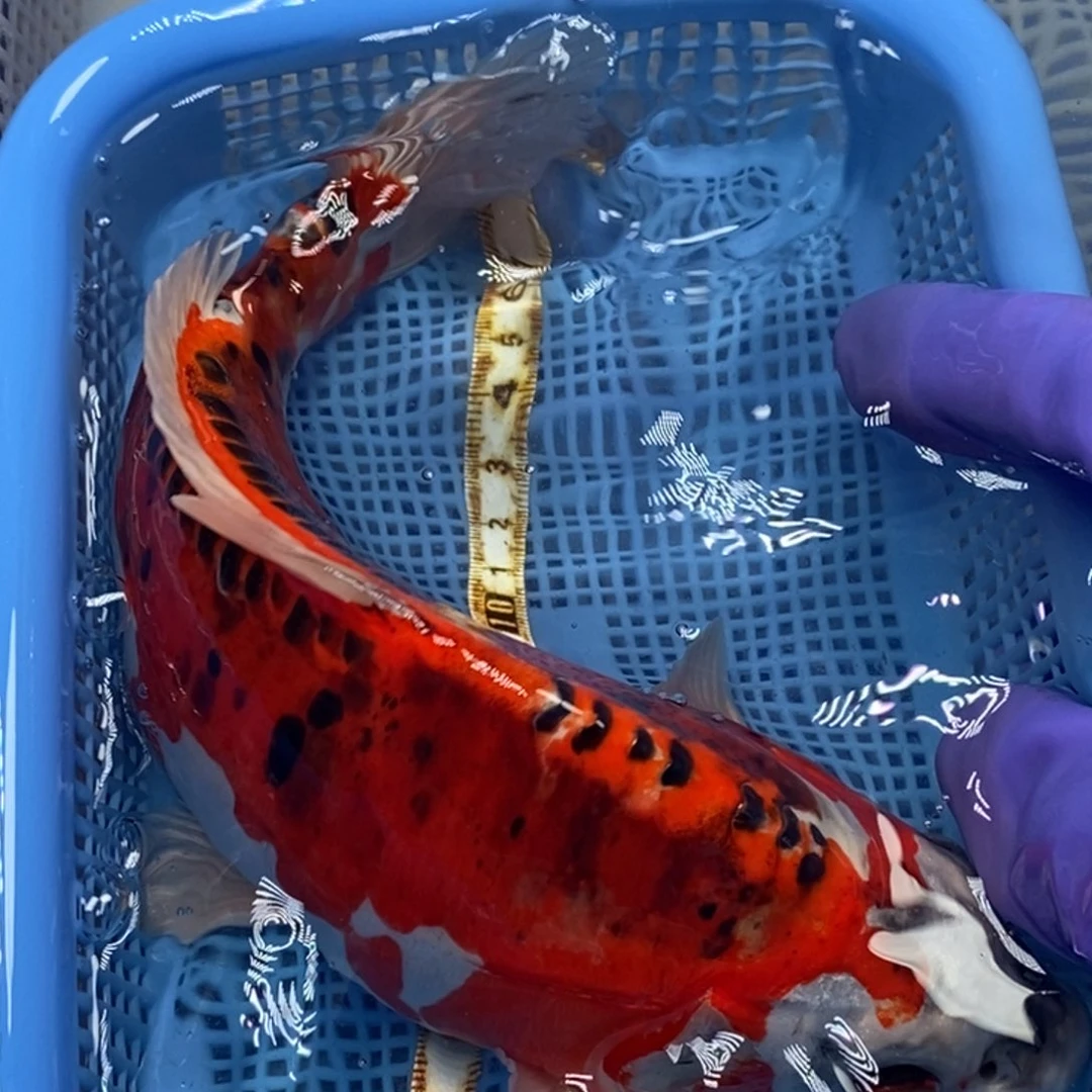 锦鲤冷水锦鲤包邮