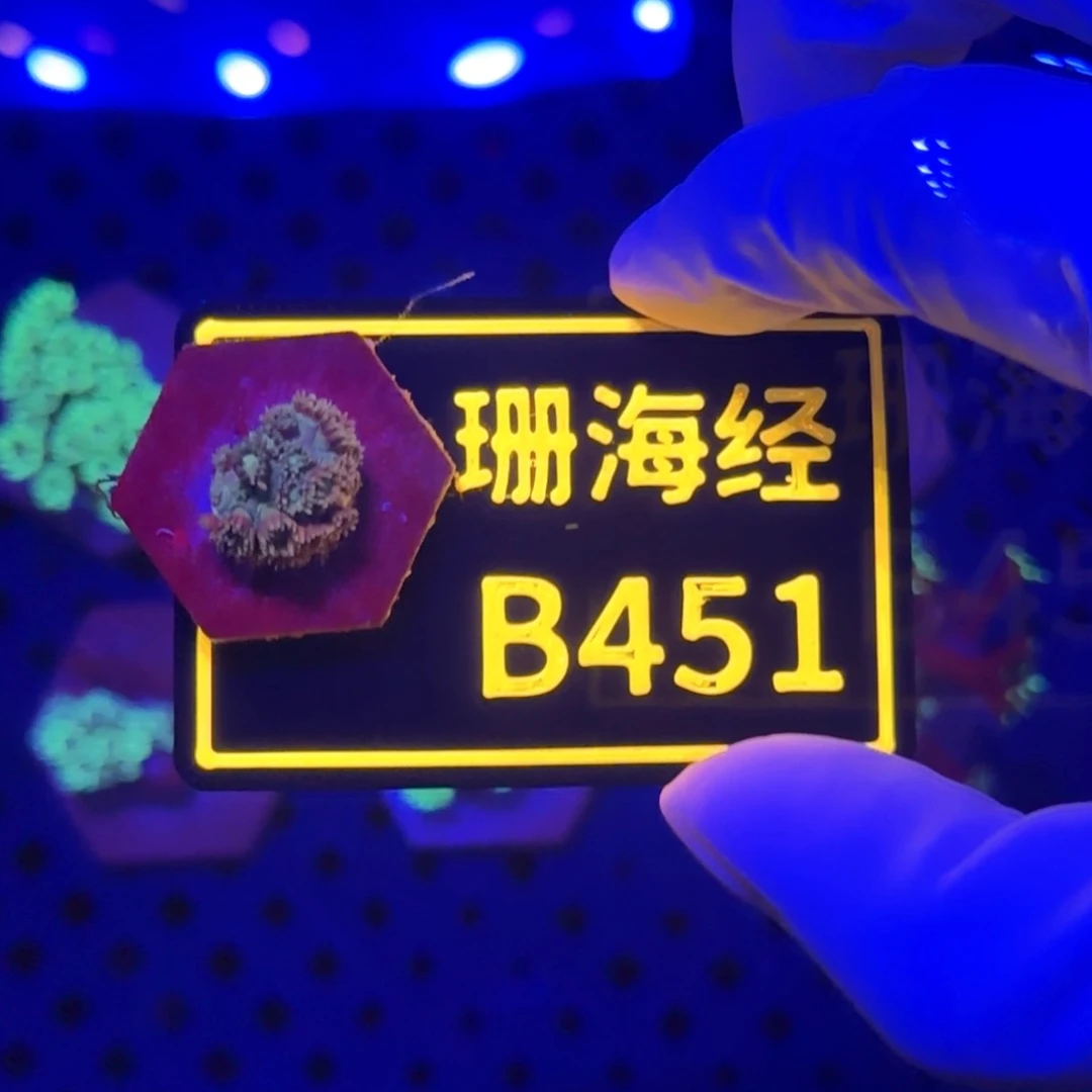 纽扣珊瑚小*任又又不包邮马卡龙B451