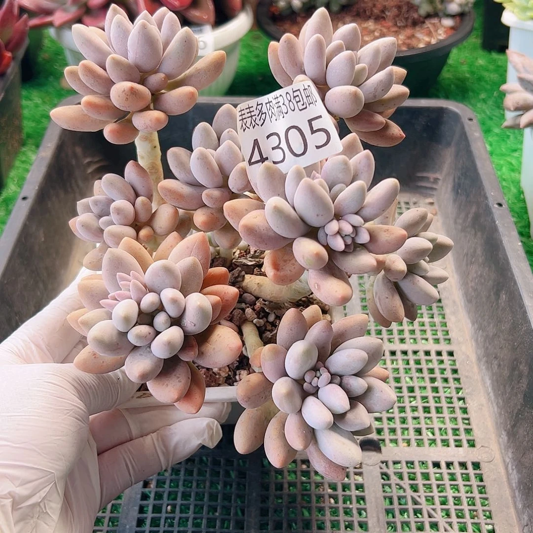 无花朵多肉一物一拍植物4305