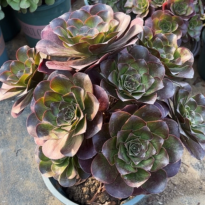 多肉植物瑰金玫瑰108