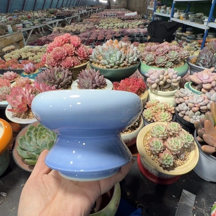 特价花盆满50发货内口10