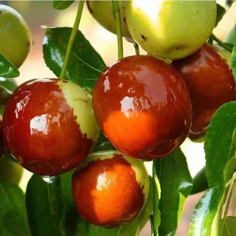 枣树苗大果嫁接苗冰糖枣冬枣盆栽地栽南北方种植送肥料  买一送一