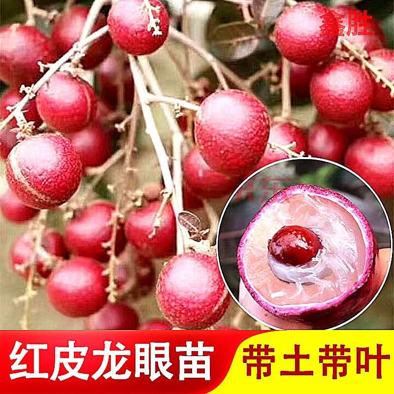 红皮龙眼树苗四季龙眼石硖储良桂圆嫁接苗南方种植盆栽地址结果快
