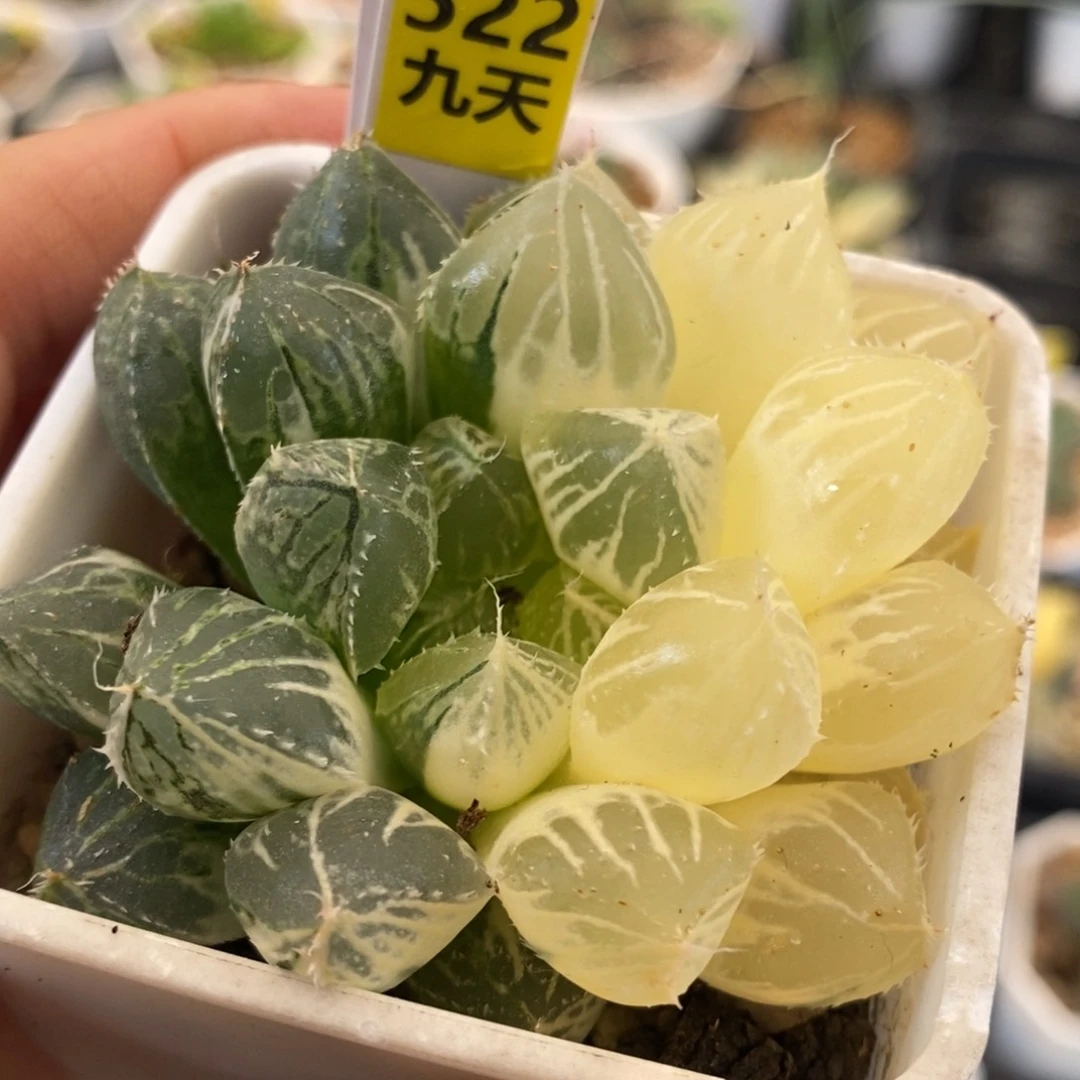 522号楼兰玉露锦带盆