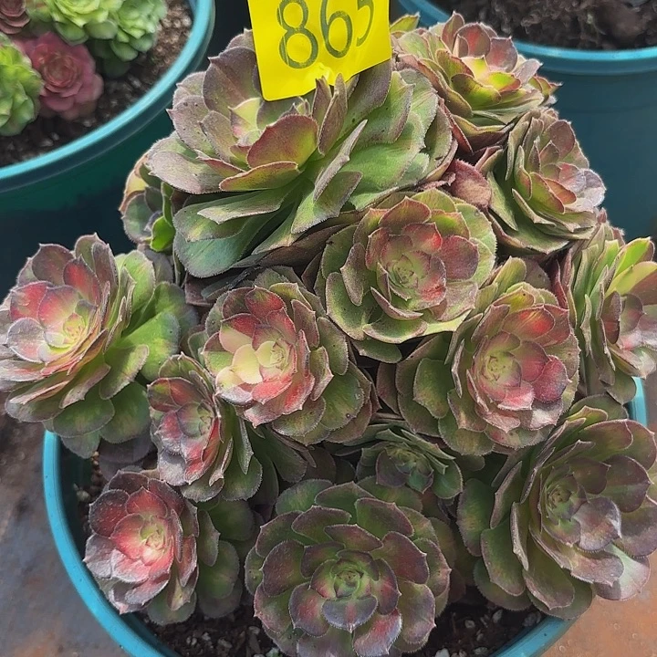 多肉植物福利865个