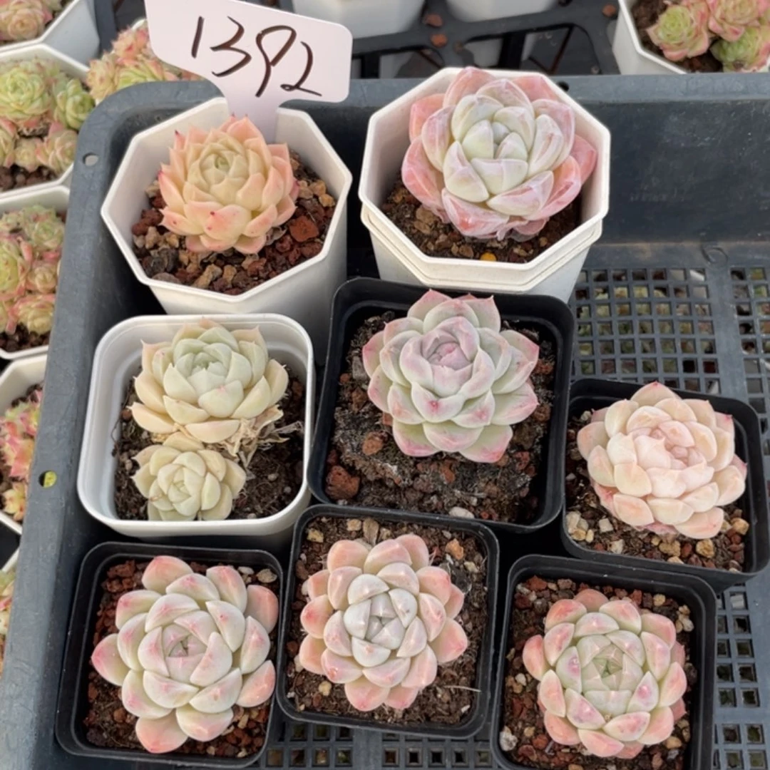 不包整散 盆子不售后1392