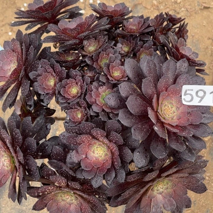 591多肉植物黑铜有断枝