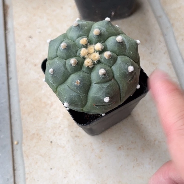 无花朵实生龟甲兜一物一拍