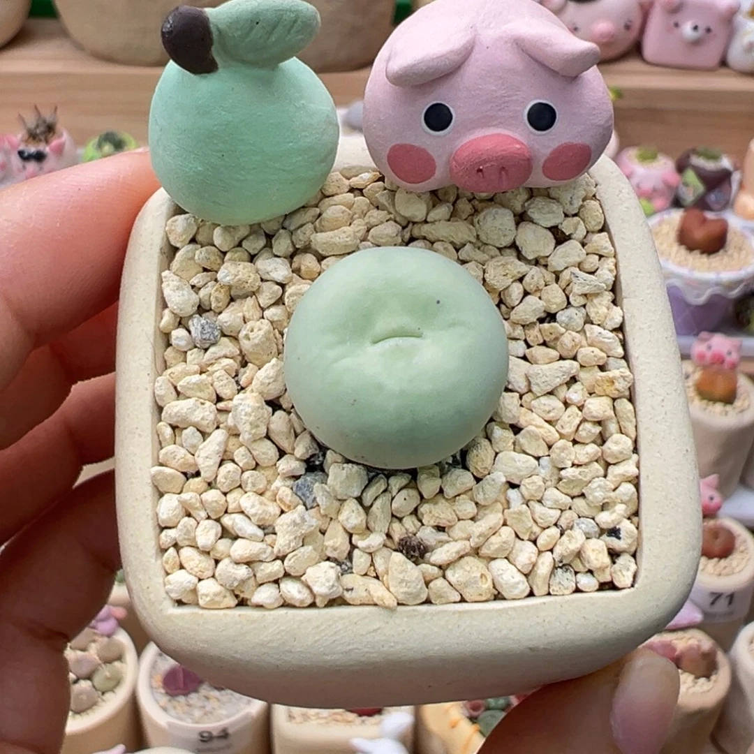 多肉植物的148号嘟嘴鸽子蛋