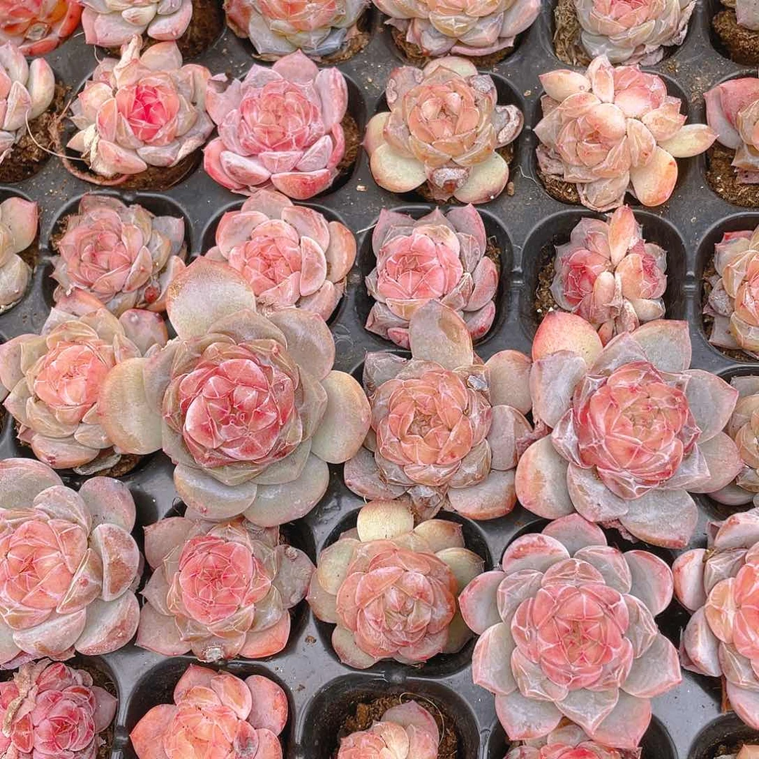 糖心5号穴一个满25包邮