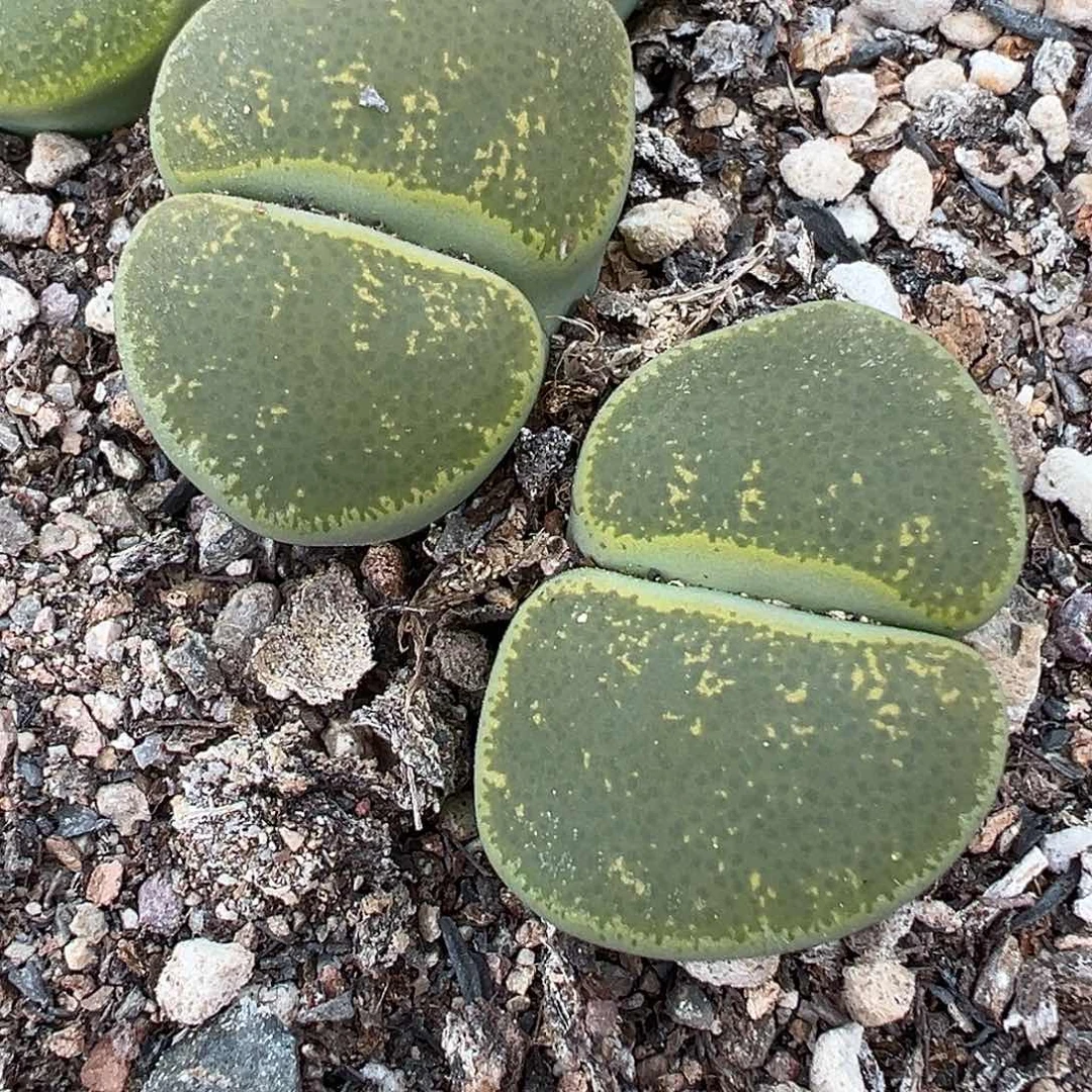 1888福利1111111111111