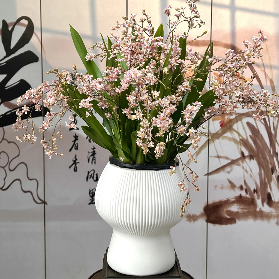 梦香兰【11-15枝花剑】-好看好养好闻的兰花