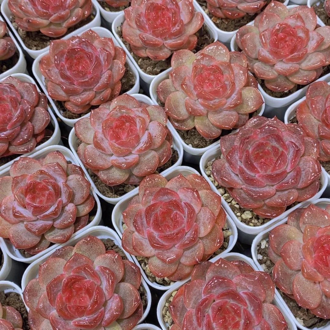 量拍76号 珍妮琥珀单头一个