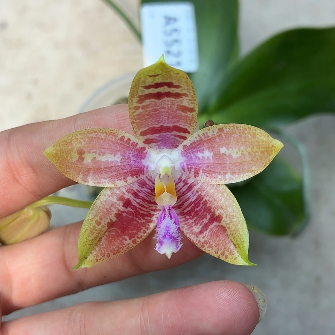 当前无花朵，栽培后可花朵A5521yss1174