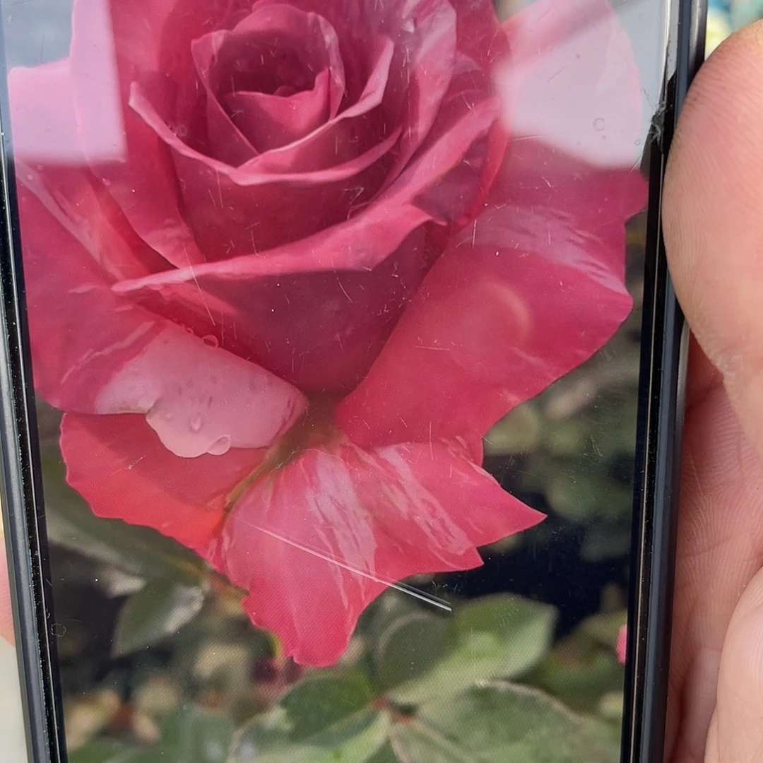 无花朵———幻彩 大苗