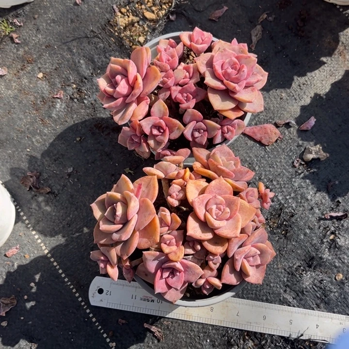 每***肉彩虹糖多肉植物0171 636