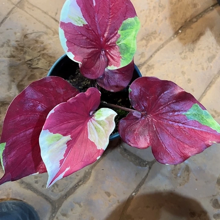 无花朵变异珍贵宝石23