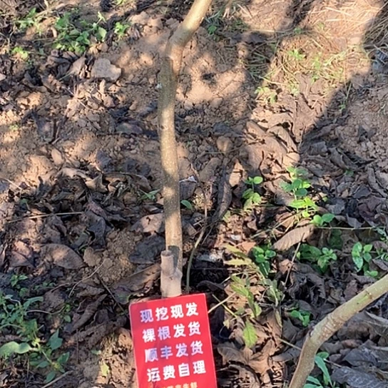 用***5文玩核桃吊坠文山
