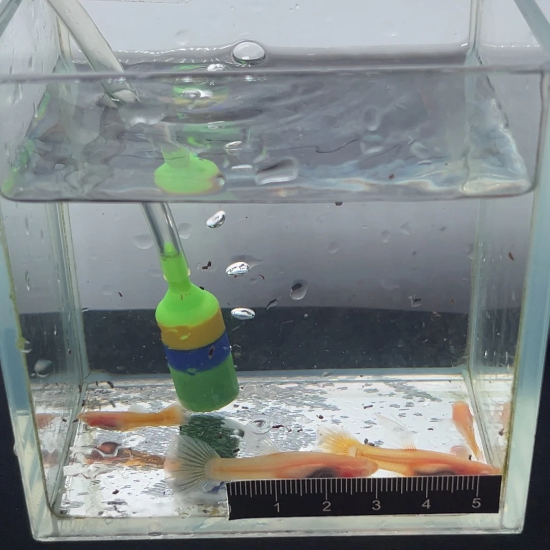 孔雀鱼黄金玻璃体c一对