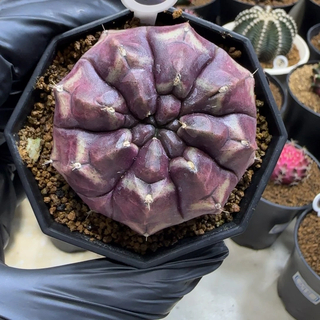 98号侧芽梦想福利价