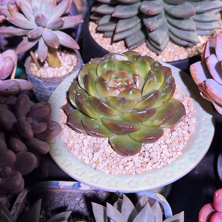 皮耶拉珍妮 一物一拍