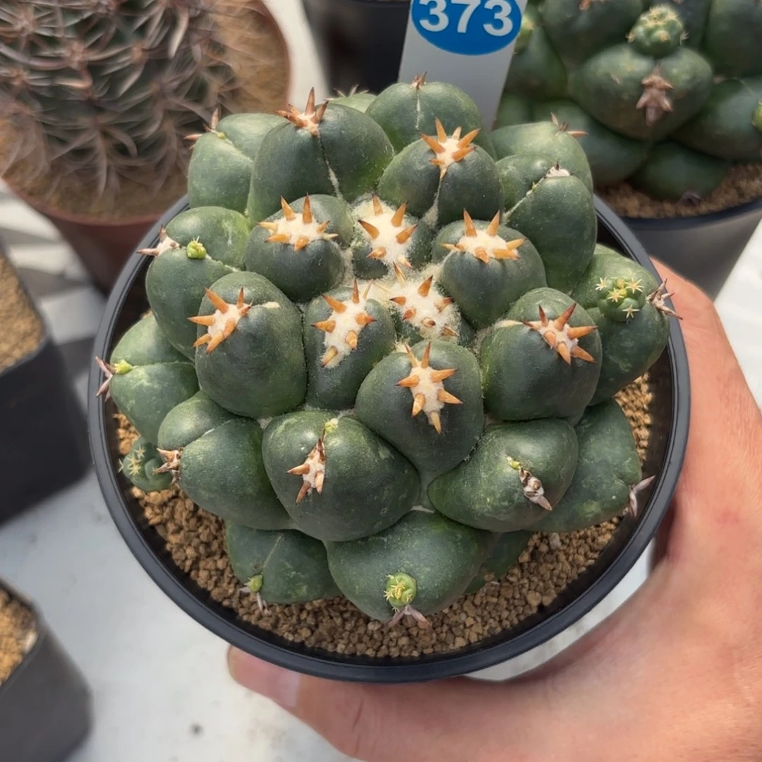 373短豪刺象牙带盆带土