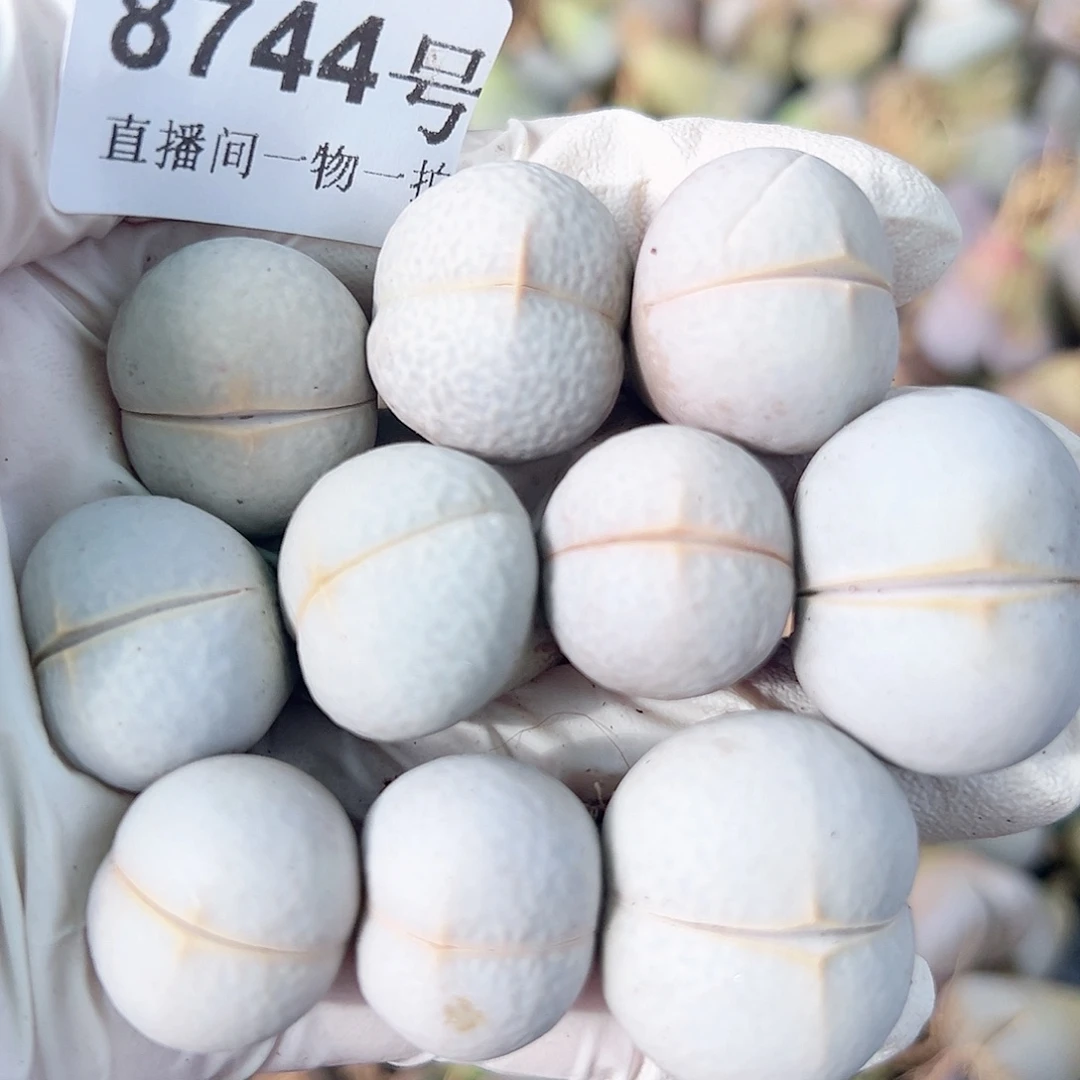 8744 好养易活生石花大母本10个1.5-2.5cm部分有点干特价处理