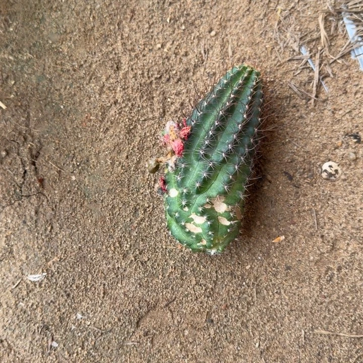 矮胖白檀侧芽一个258
